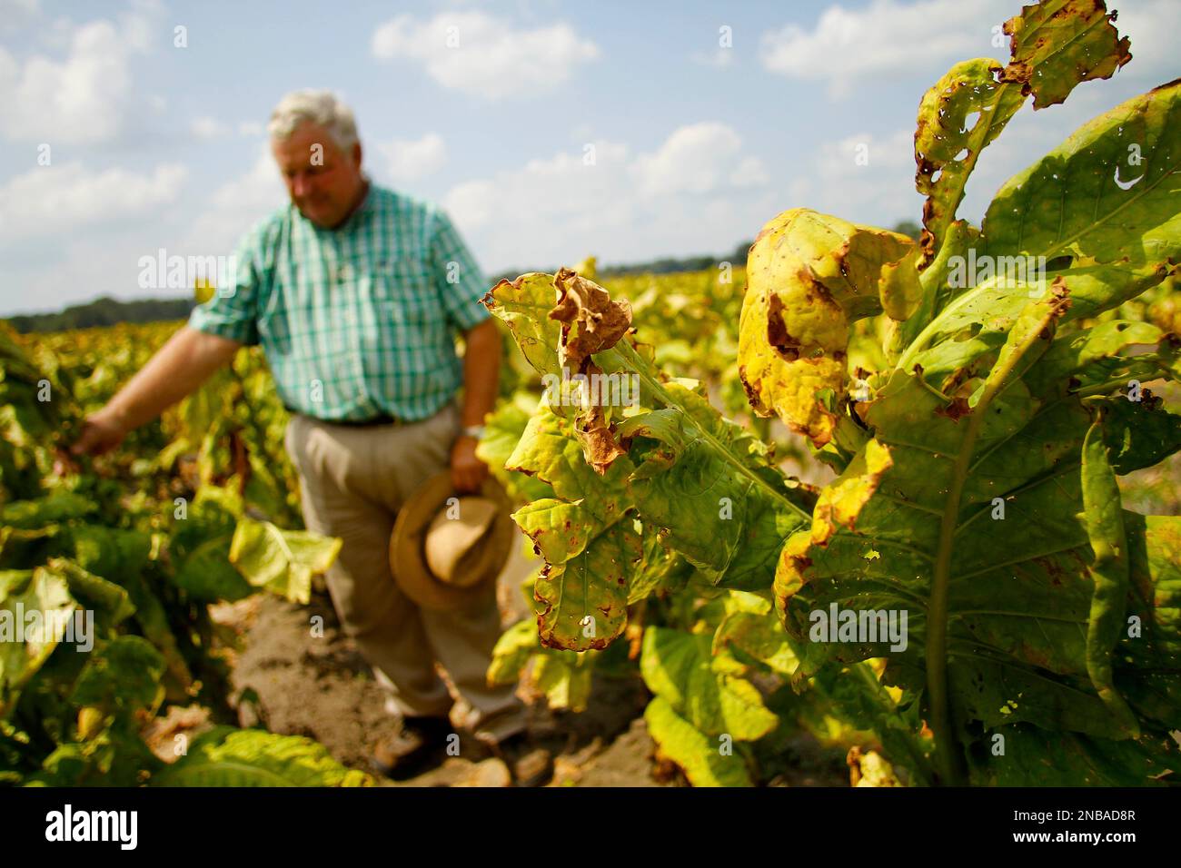 tobacco farm subsidies Tobacco Farmers Lose Longtime Safety Net : NPR