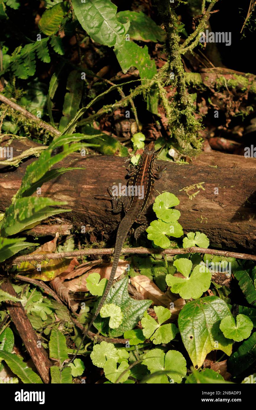 Ameiva Central American lizard native to Central America Stock Photo