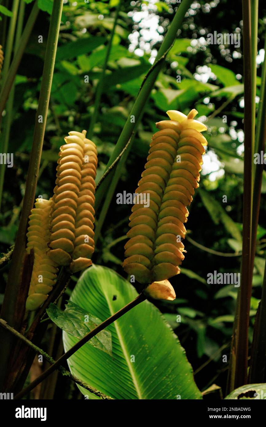Calathea crotaliferaknown as berijao is a plant native to America. Stock Photo