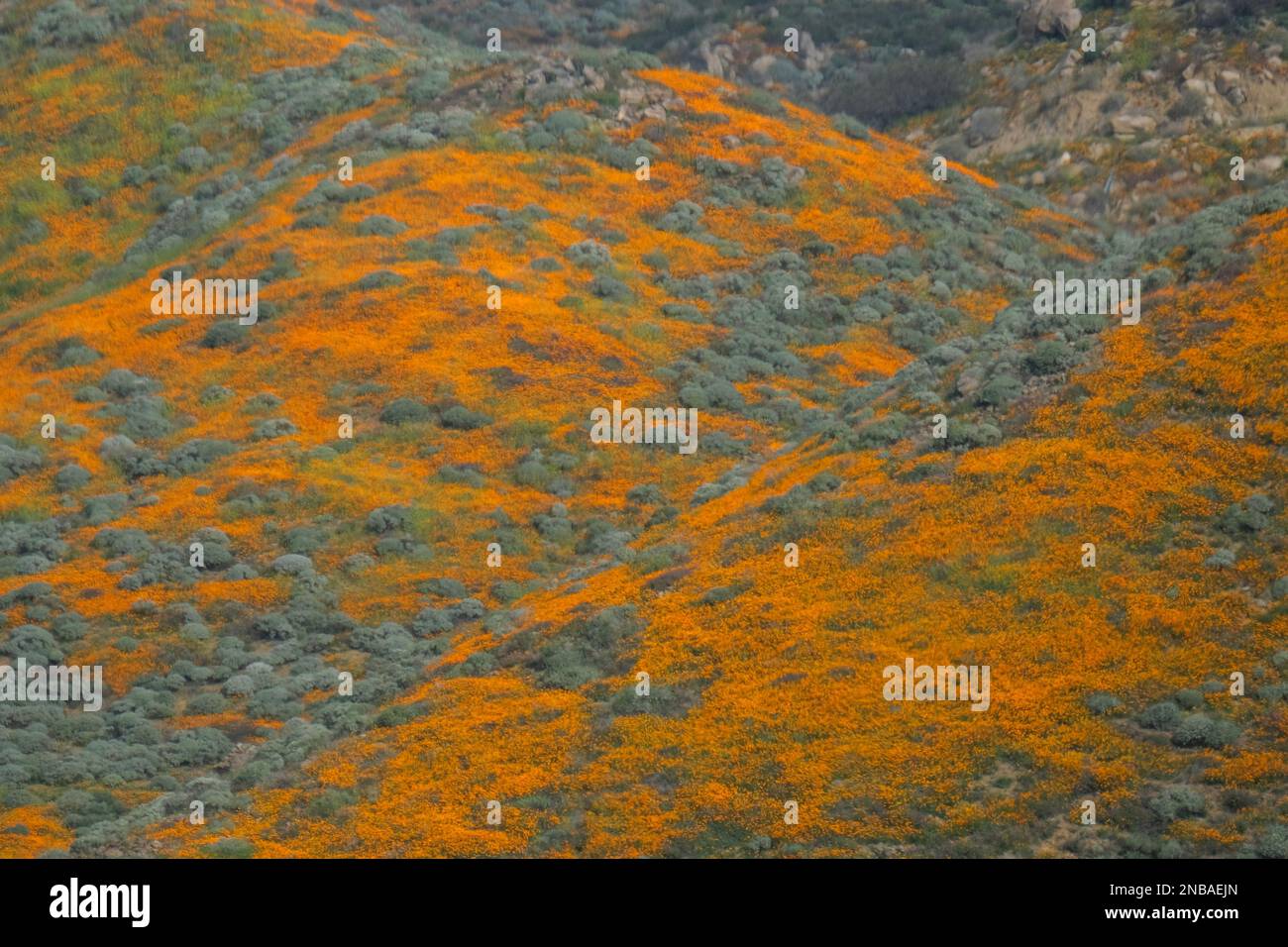 Lake Elsinore closes popular wildflower viewing area in Walker Canyon –  Press Enterprise