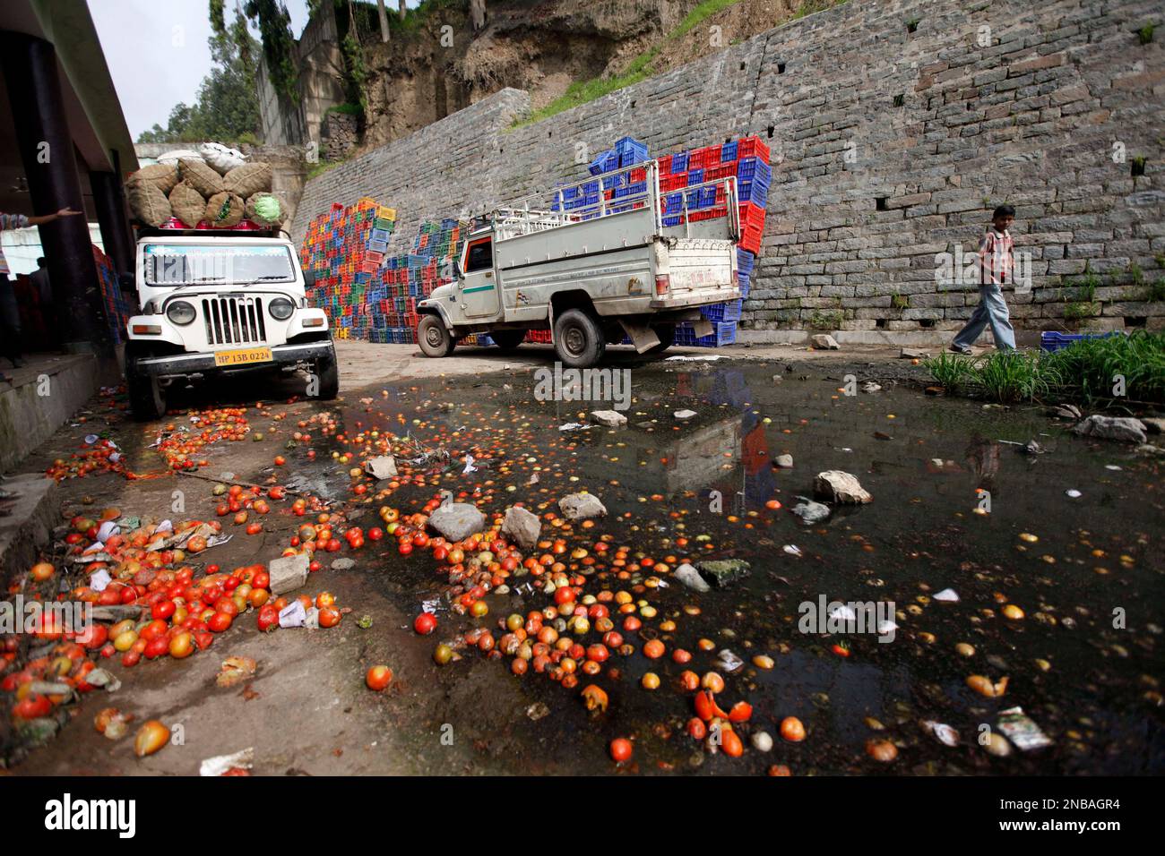 In this July 31, 2011 photograph, rotten tomatoes lie at a wholesale  vegetable market at Solan district of Himachal Pradesh 200 miles (320  kilometers) north of New Delhi, India. For the tomato