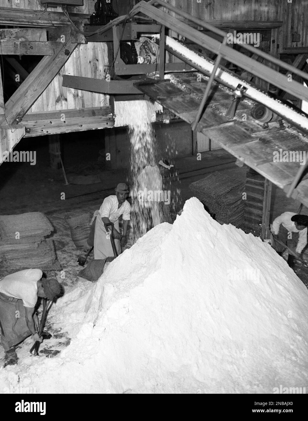 Salt manufactured from sea salt rolls from the steam room on a conveyor ...