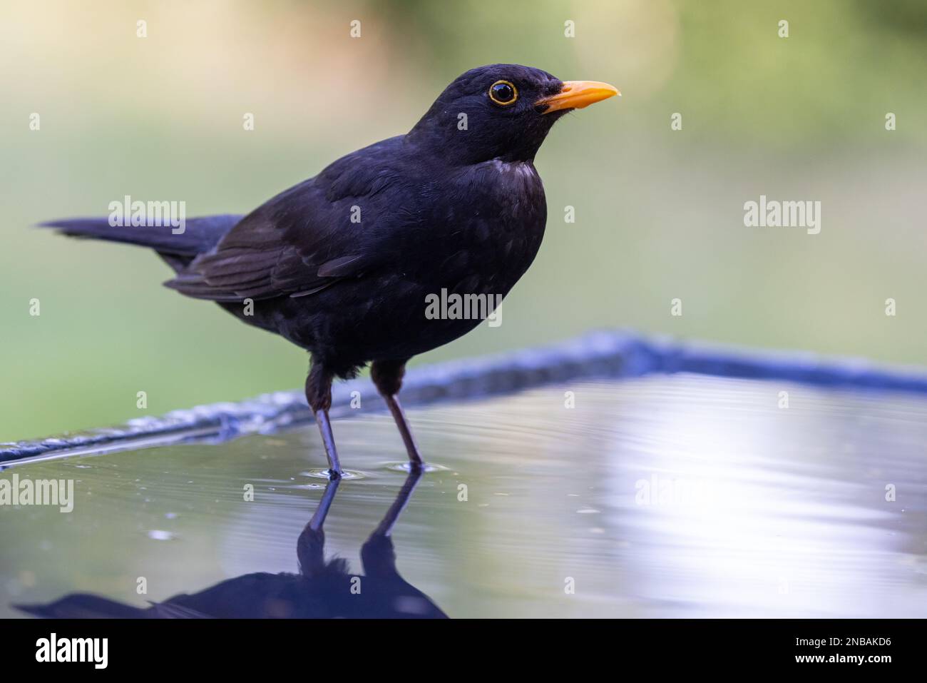Blackbird [Turdus merula ] Male bird standing in reflection pool Stock ...