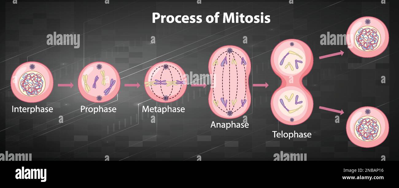 Process of mitosis phases with explanations illustration stock vector