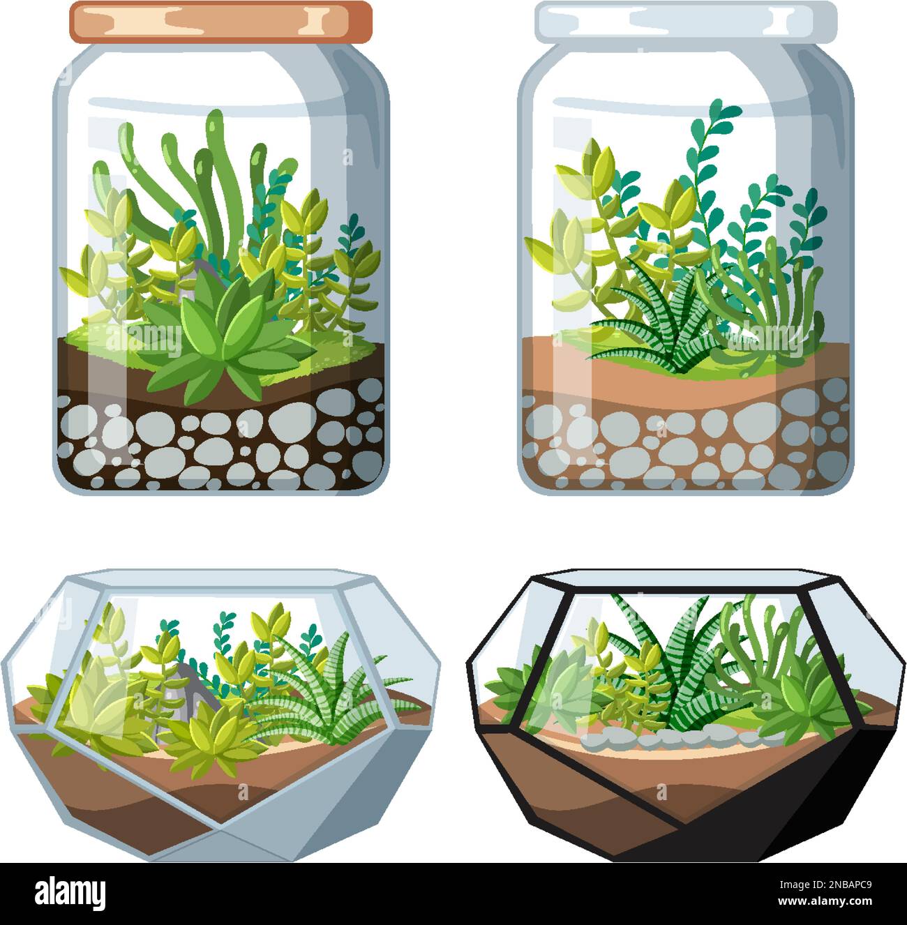 Set of terrarium plant in jar illustration Stock Vector Image & Art Alamy