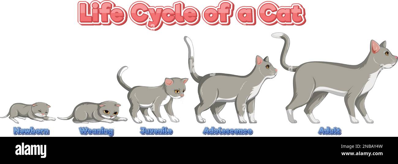 Science life cycle of cat illustration Stock Vector Image & Art Alamy