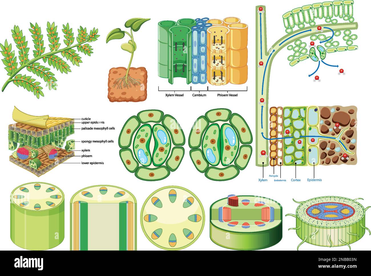Plant Cohesion Vascular Tissue (Xylem and Phloem) illustration Stock