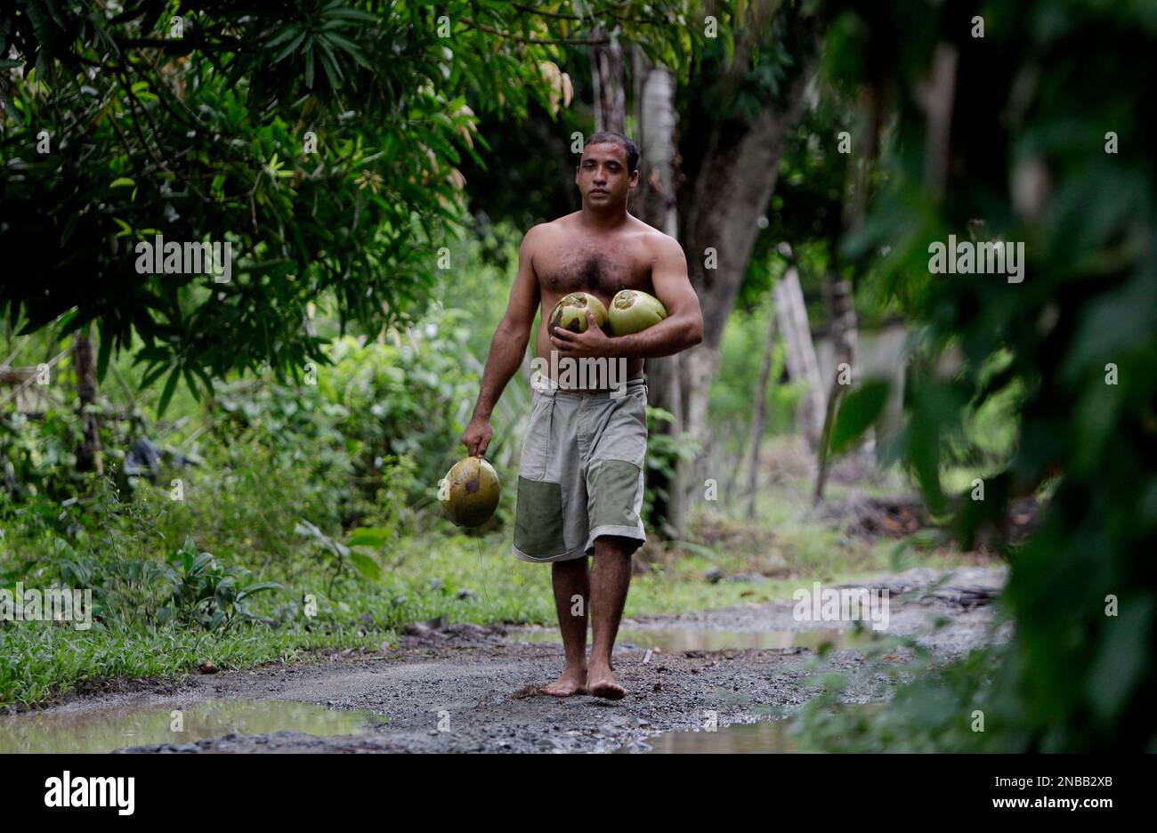 In this photo taken Wednesday Aug. 24, 2011, Yoandri Hernandez Garrido, 37, known as "Twenty-Four," walks with coconuts in Baracoa, Guantanamo province, Cuba. Hernandez is proud of his extra digits and calls them a blessing, saying they set him apart and enable him to make a living by scrambling up palm trees to cut coconuts and posing for photographs in this eastern Cuban city popular with tourists. Known as polydactyly, Hernandez's condition is relatively common, but it's rare for the extra digits to be so perfect. (AP Photo/Javier Galeano) Stock Photo