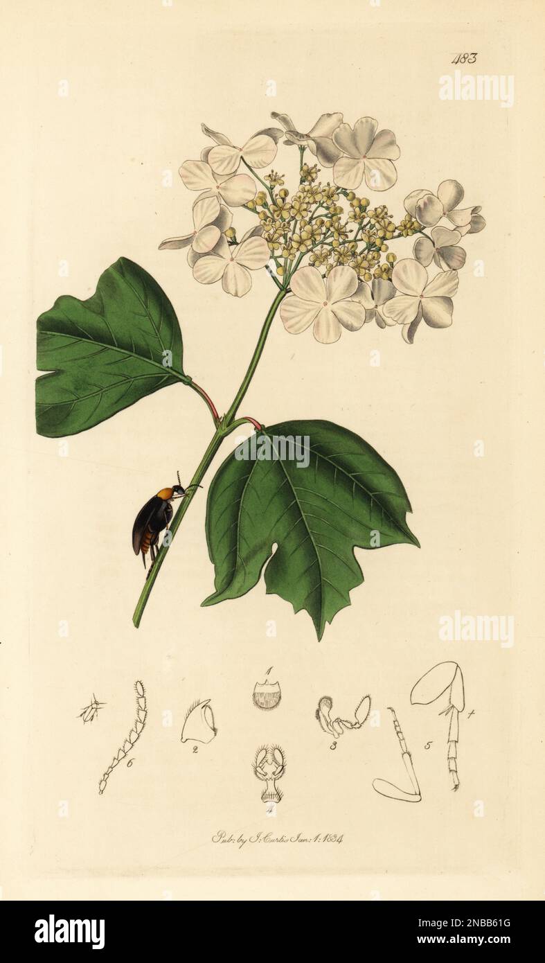 Mordellochroa abdominalis (as Mordella abdominalis) beetle on a guelder rose, Viburnum opulus. Handcoloured copperplate drawn and engraved by John Curtis for his own British Entomology, being Illustrations and Descriptions of the Genera of Insects found in Great Britain and Ireland, London, 1834. Curtis (1791 –1862) was an entomologist, illustrator, engraver and publisher. Stock Photo