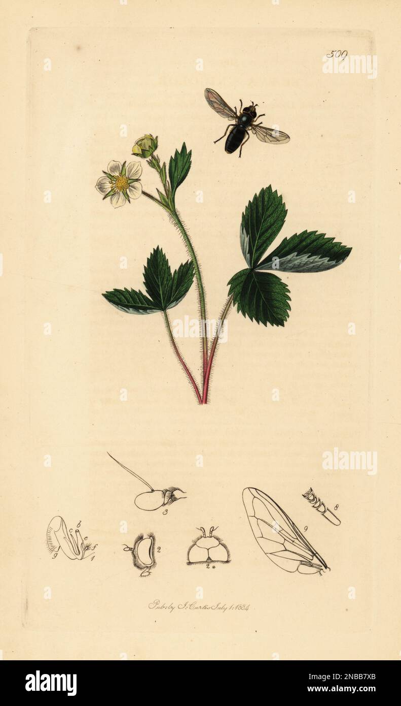 Pied hoverfly, Scaeva pyrastri (as Scaeva unicolor) and barren strawberry, Potentilla sterilis (as Fragaria sterilis). Handcoloured copperplate drawn and engraved by John Curtis for his own British Entomology, being Illustrations and Descriptions of the Genera of Insects found in Great Britain and Ireland, London, 1834. Curtis (1791 –1862) was an entomologist, illustrator, engraver and publisher. Stock Photo