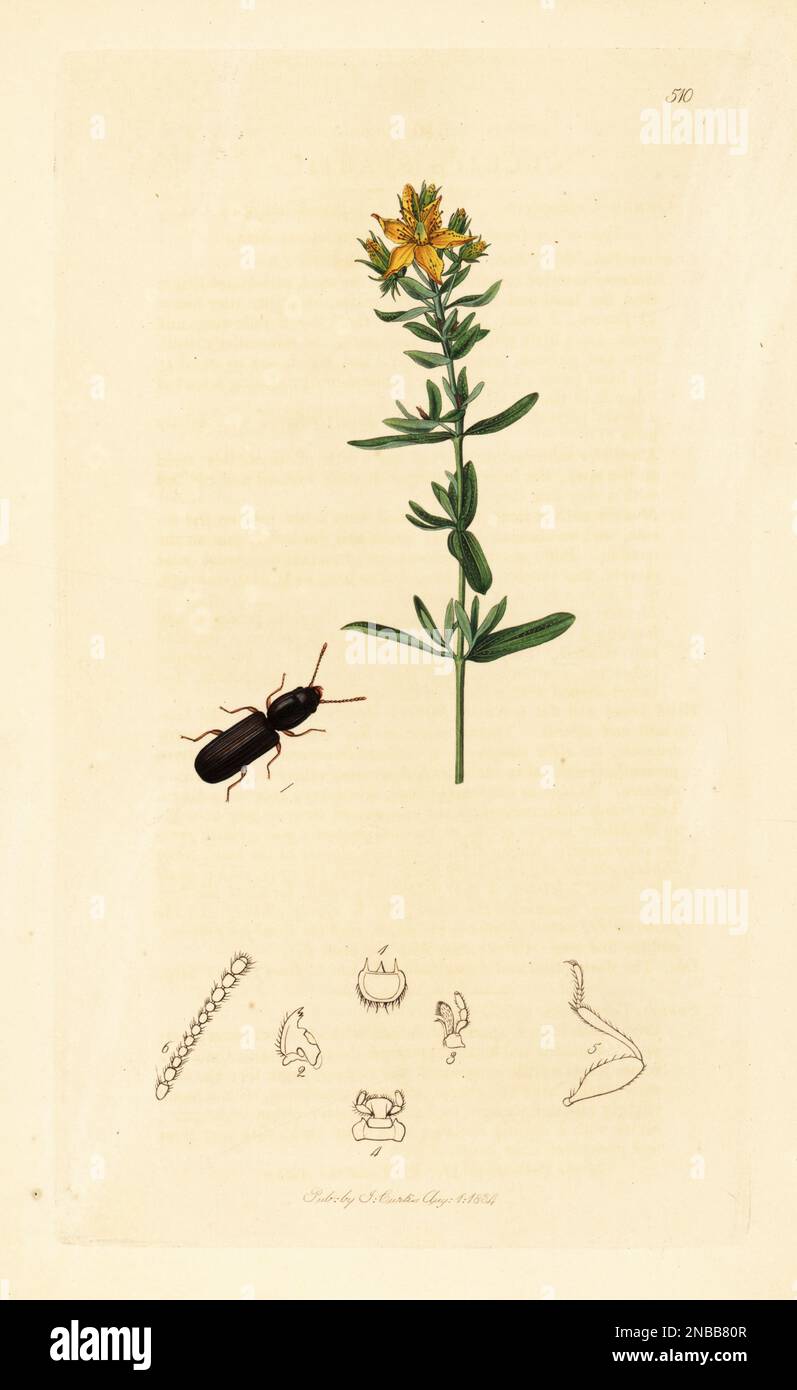 Grain beetle, Cryptolestes spartii (Cucujus spartii) and St. John's wort, Hypericum perforatum. Handcoloured copperplate drawn and engraved by John Curtis for his own British Entomology, being Illustrations and Descriptions of the Genera of Insects found in Great Britain and Ireland, London, 1834. Curtis (1791 –1862) was an entomologist, illustrator, engraver and publisher. Stock Photo