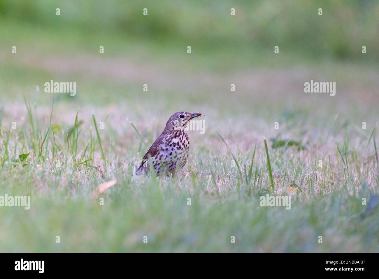 Song thrush [ Turdus philomelos ] feeding on lawn Stock Photo