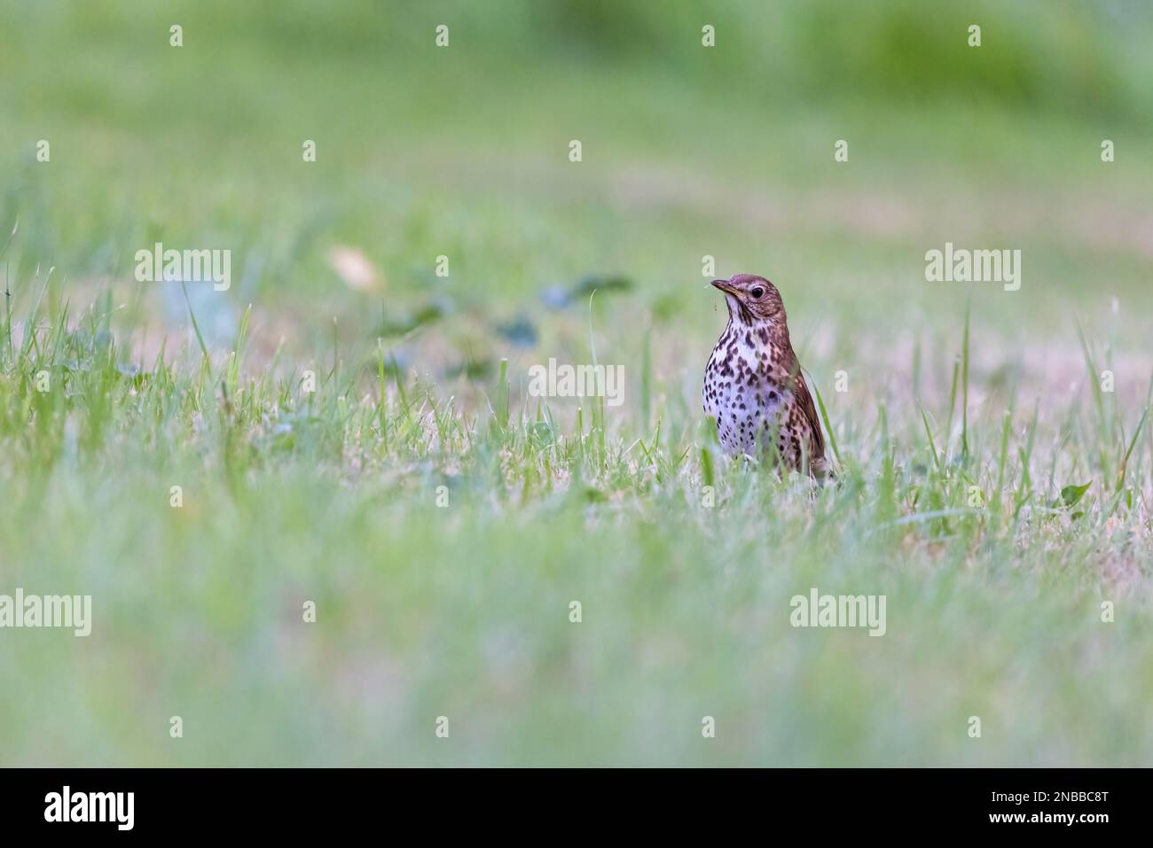 Song thrush [ Turdus philomelos ] feeding on lawn Stock Photo