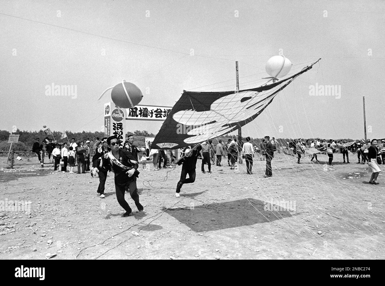 The big kites exert pull on the youths holding the cords as they join