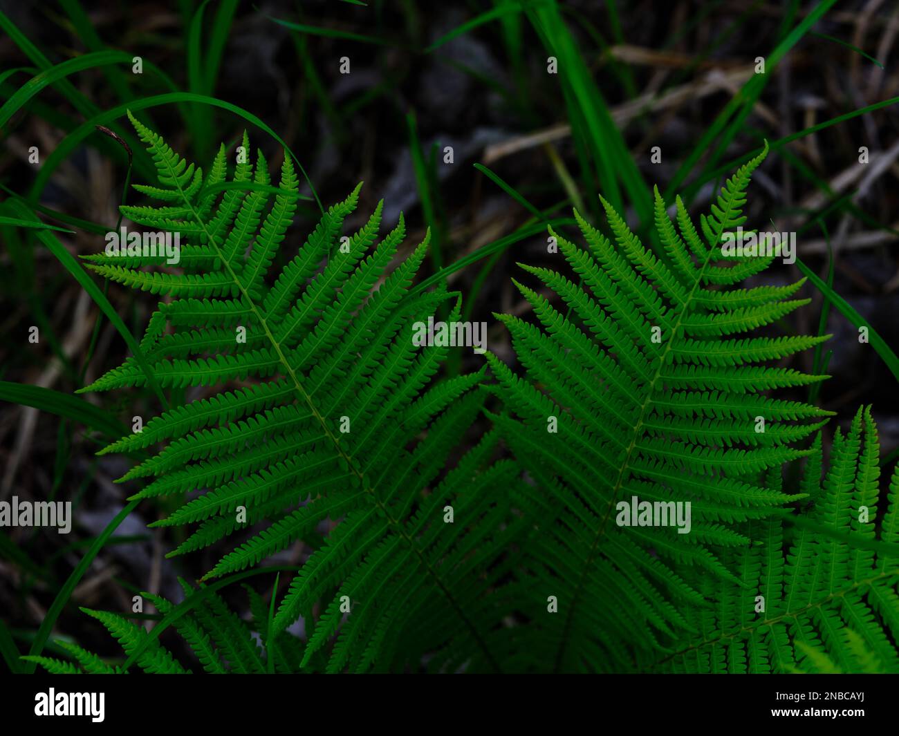 Plain fern leaf hi-res stock photography and images - Alamy