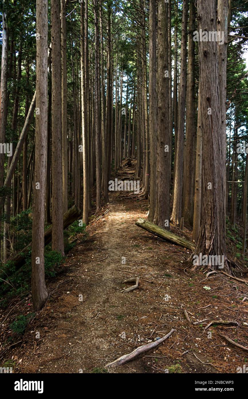 Mountain trail, in cedar forest, mount Izugatake trekking, Okumusashi mountains, Hannou city, Saitama province, Japan, East Asia, Asia Stock Photo