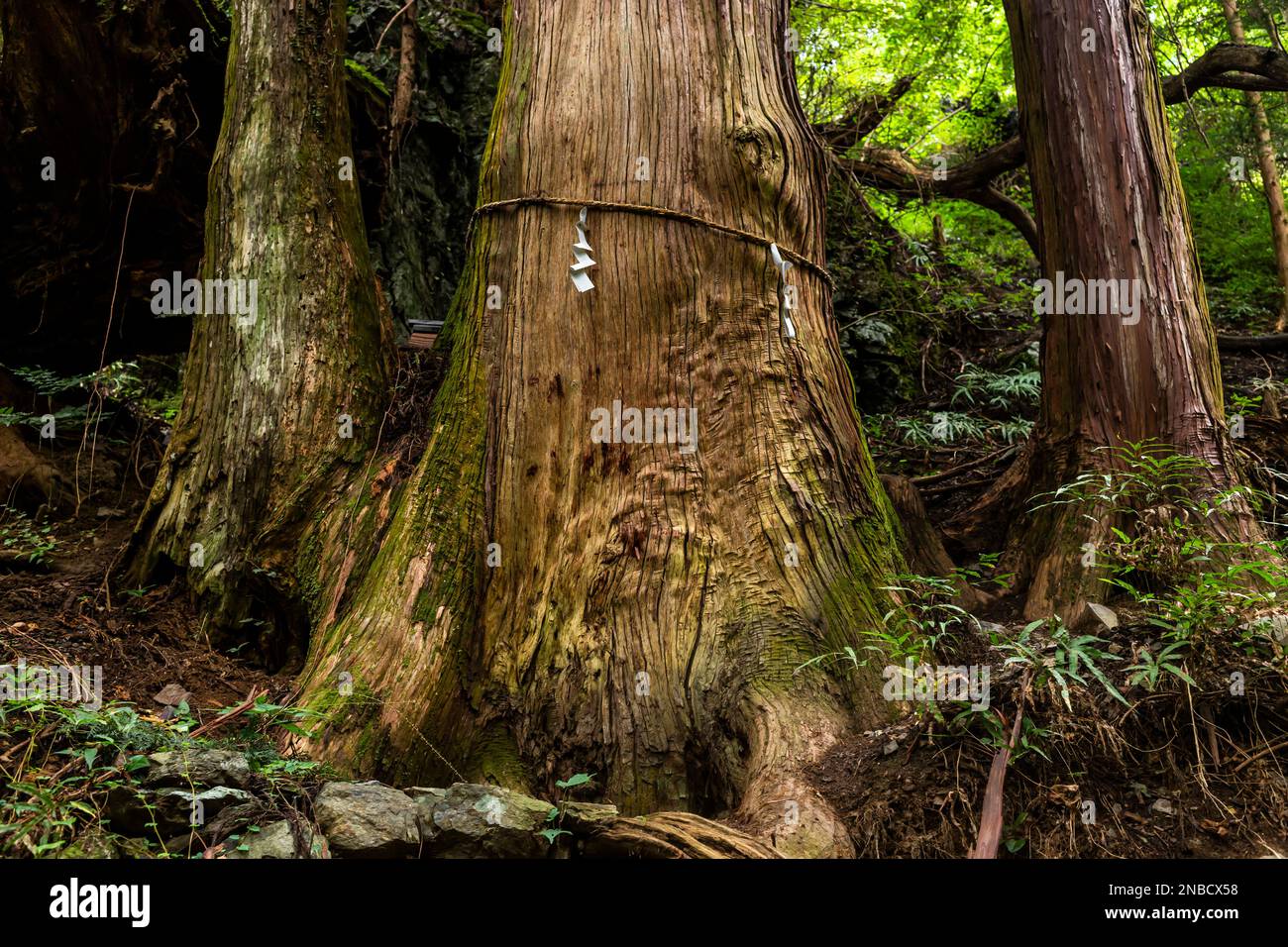 Sacred tree on mountain trail, old large cedar, Okumusashi mountains, Hannou city, Saitama province, Japan, East Asia, Asia Stock Photo