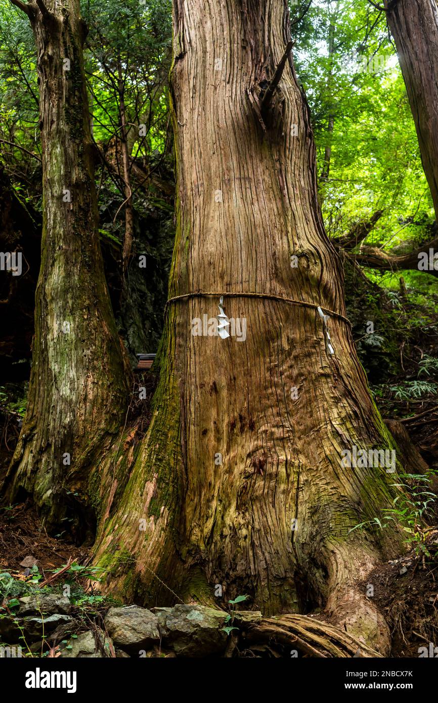 Sacred tree on mountain trail, old large cedar, Okumusashi mountains, Hannou city, Saitama province, Japan, East Asia, Asia Stock Photo