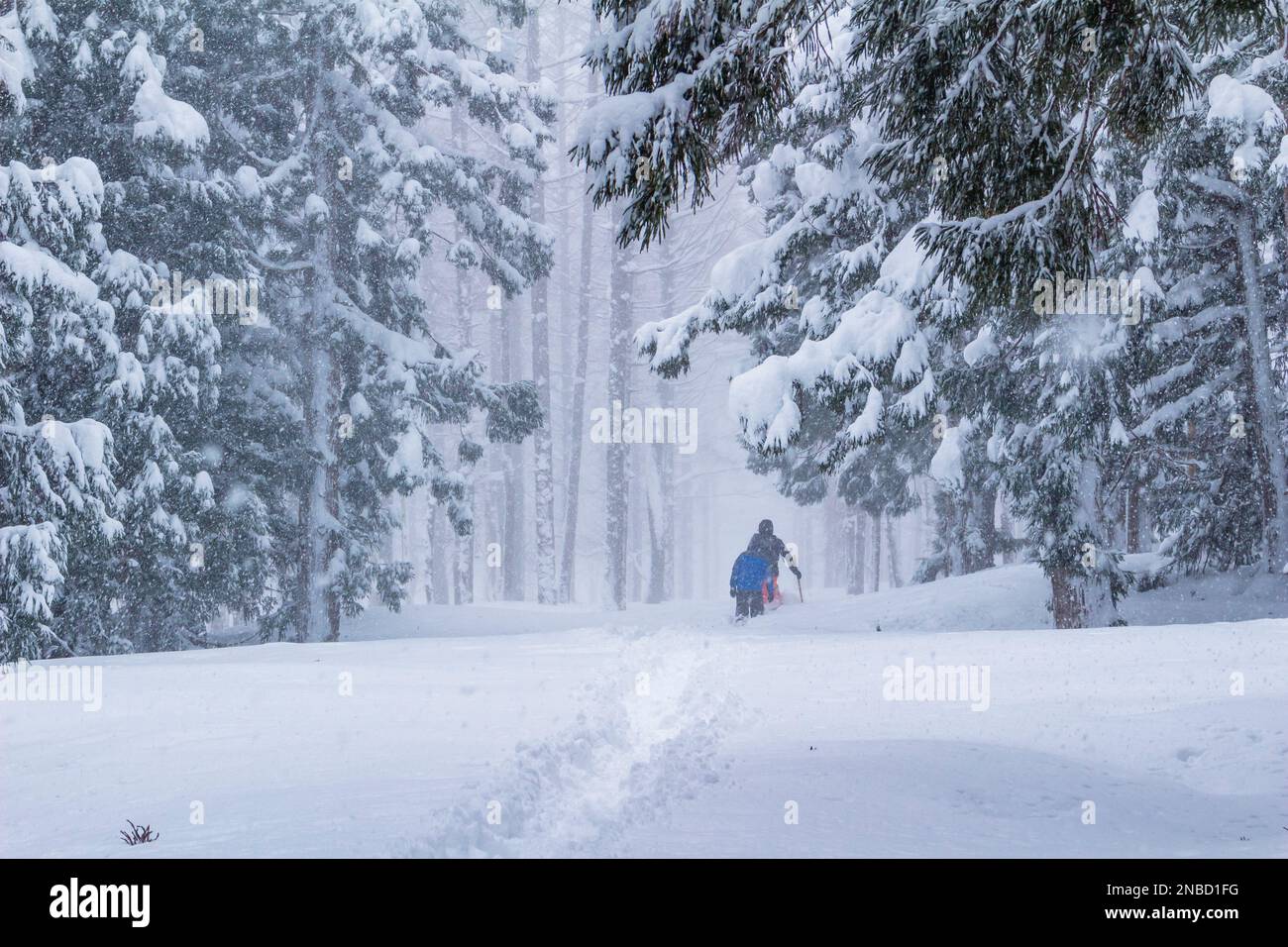 Snowshoeing experience tour by Kanjiki(traditional japanese snowshoes), Hijiori Onsen, Ohkura village, Yamagata, Tohoku, Japan, East Asia, Asia Stock Photo