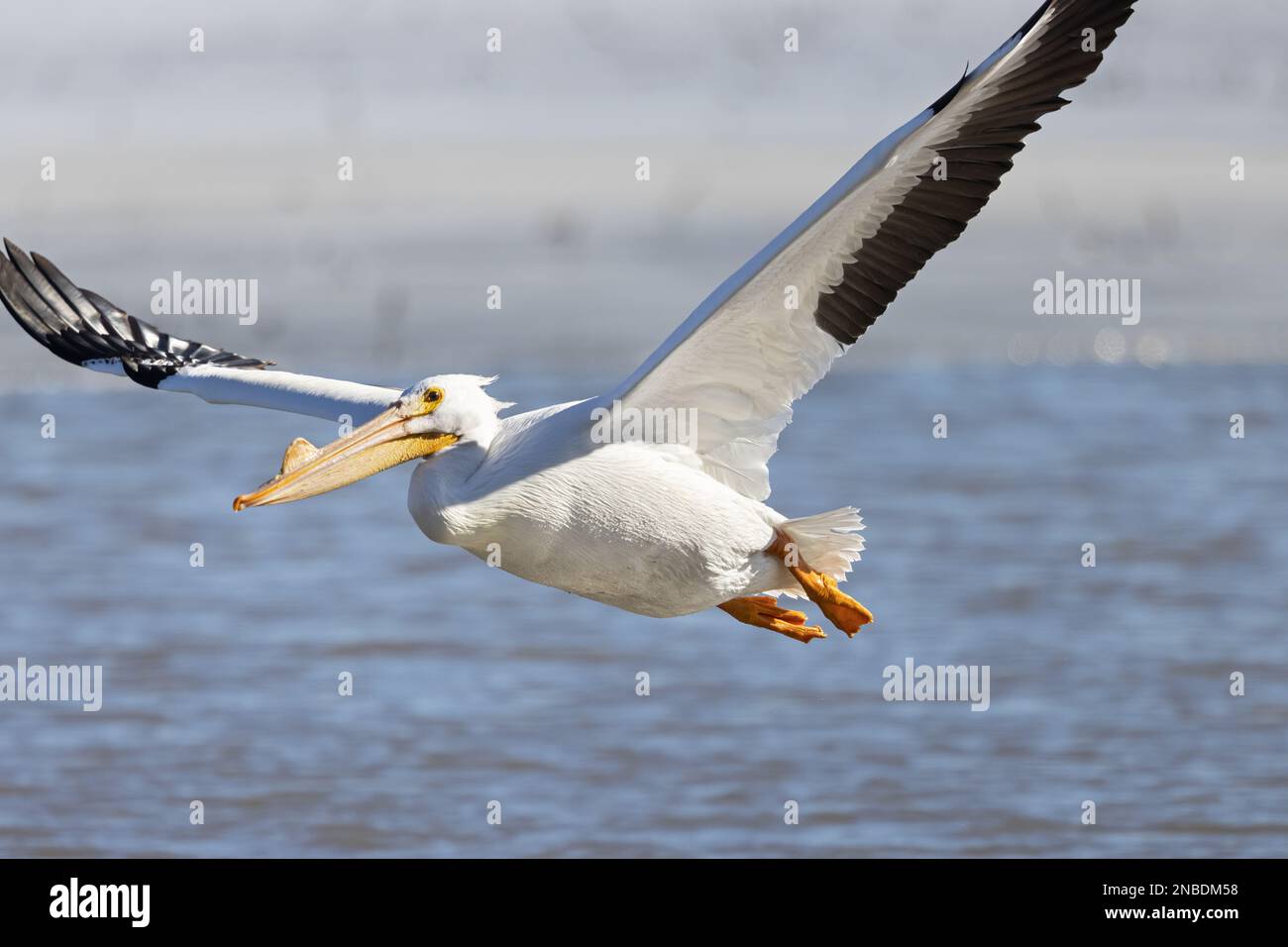 American White Pelican Flying Against Blue Sky Stock Image - Image of  pelecanidae, jocotopec: 112400593