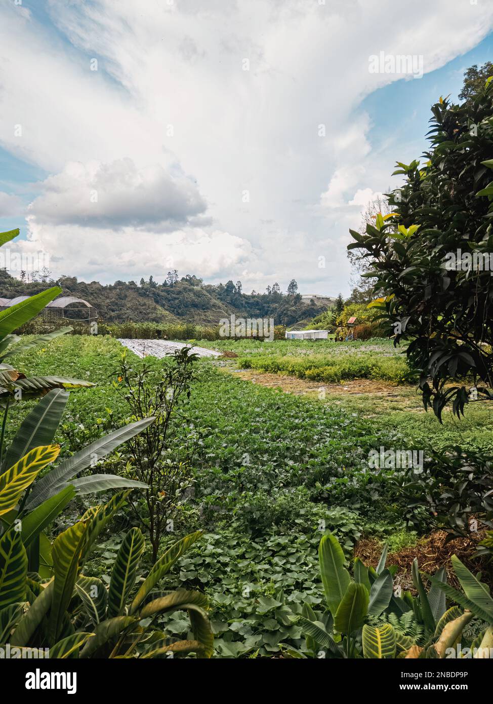 Growing vegetables on the farm in Cameron Highlands, Malaysia Stock