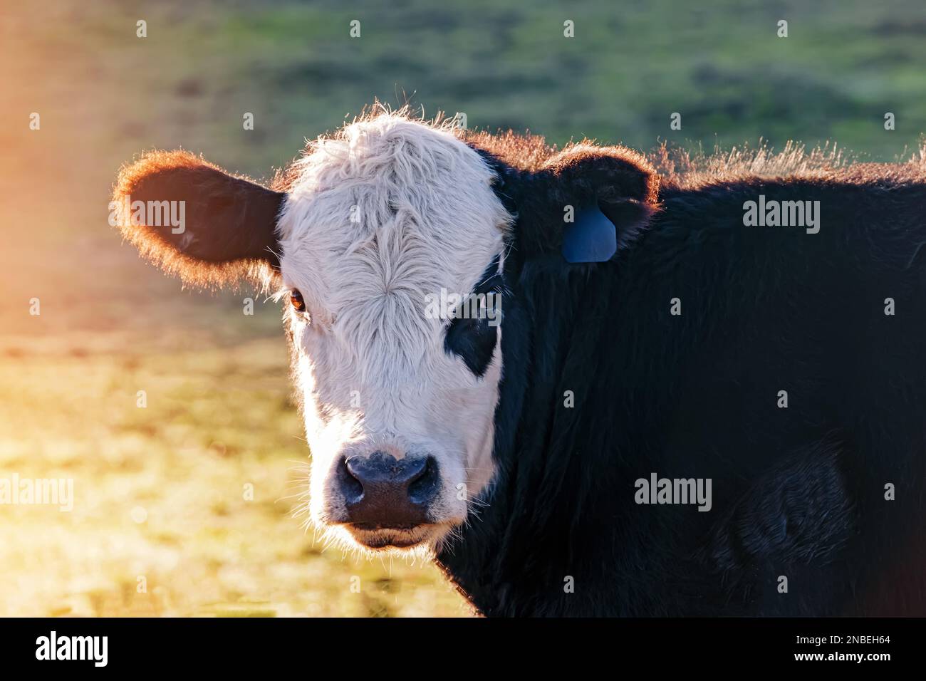 Sad cow eyes hi-res stock photography and images - Alamy