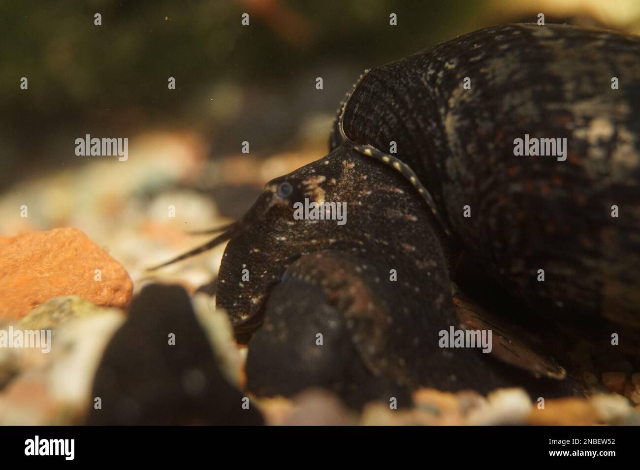 A close-up shot of a Black Devil Snail (Faunus ater) Stock Photo