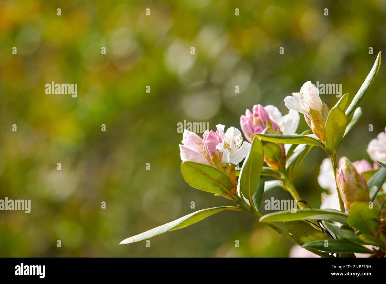 Rhododendron garden flowers in May Stock Photo Alamy