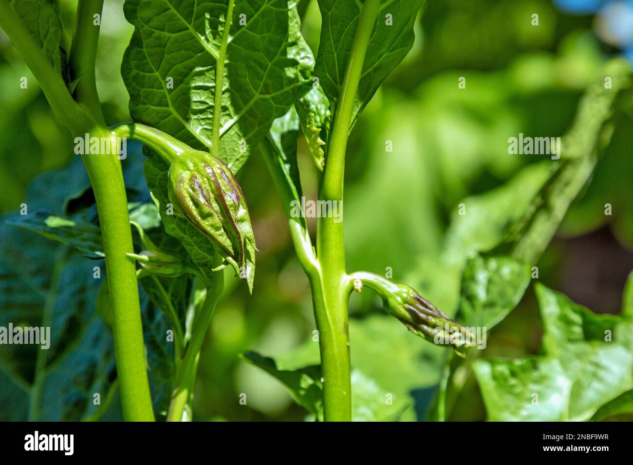 fresh growing Thai pea aubergines ( pea eggplant ) also known as Thai