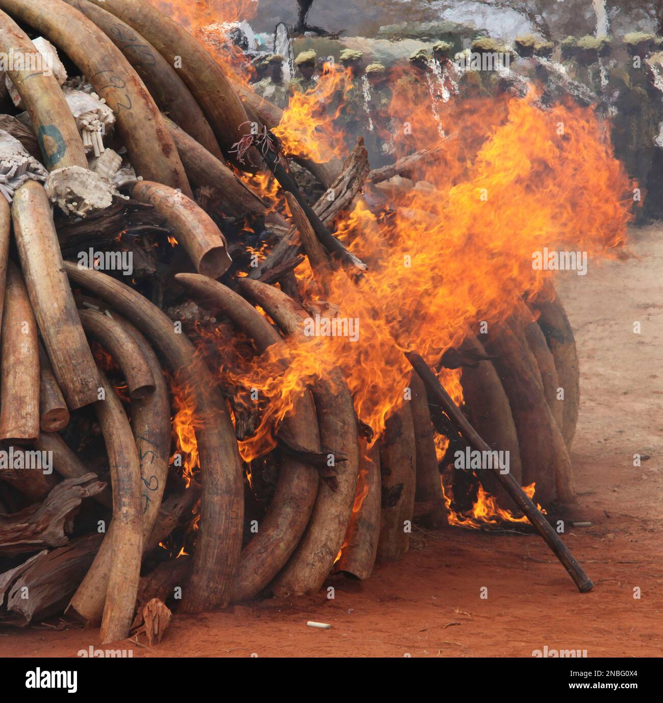 Ivory Buring Confiscated ivory burning at Kenya Wildlife Training School, Manyani ...
