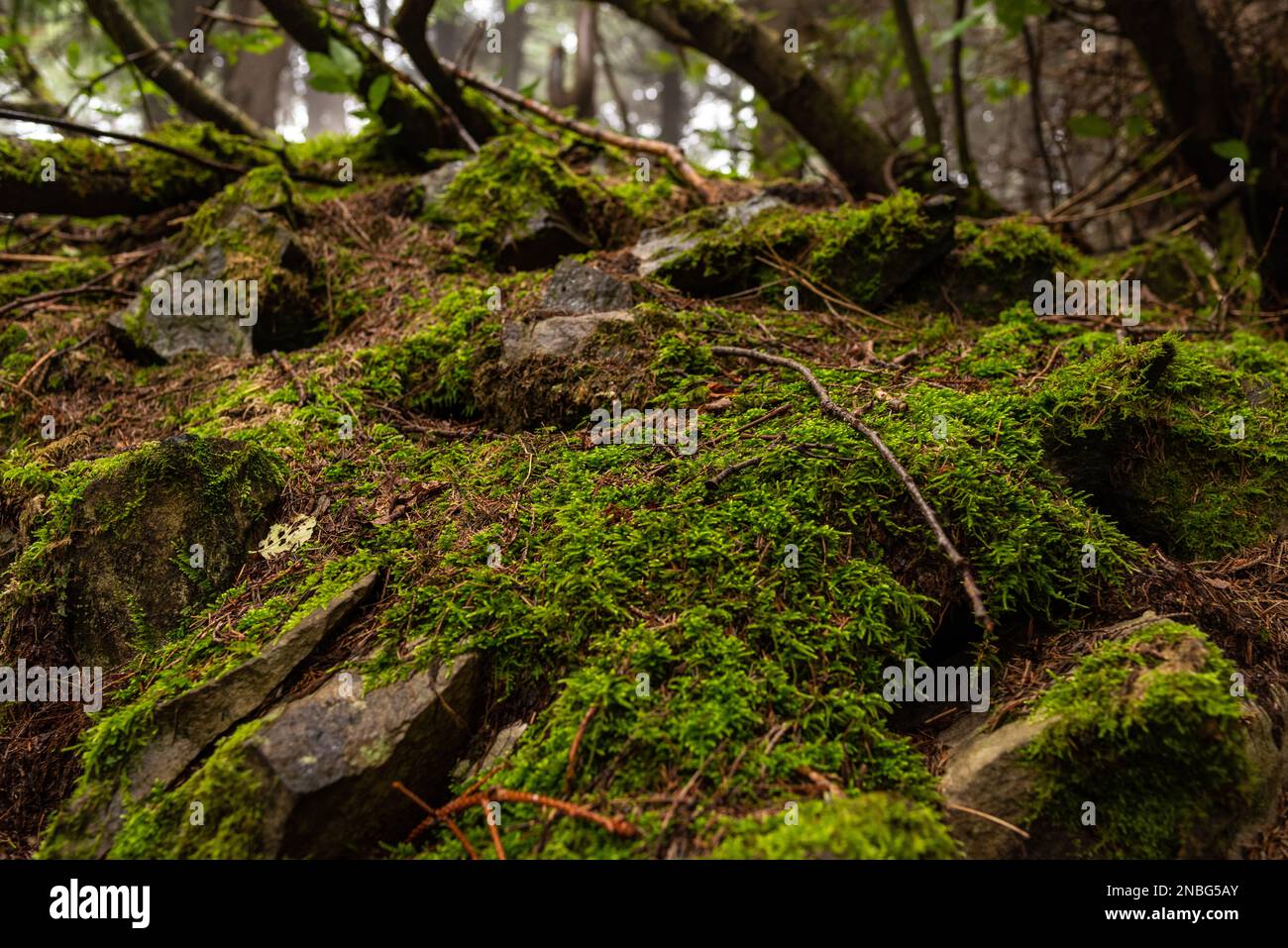 Background and texture of stones, moss and branches in the forest. Beautiful forest moss. Stock Photo