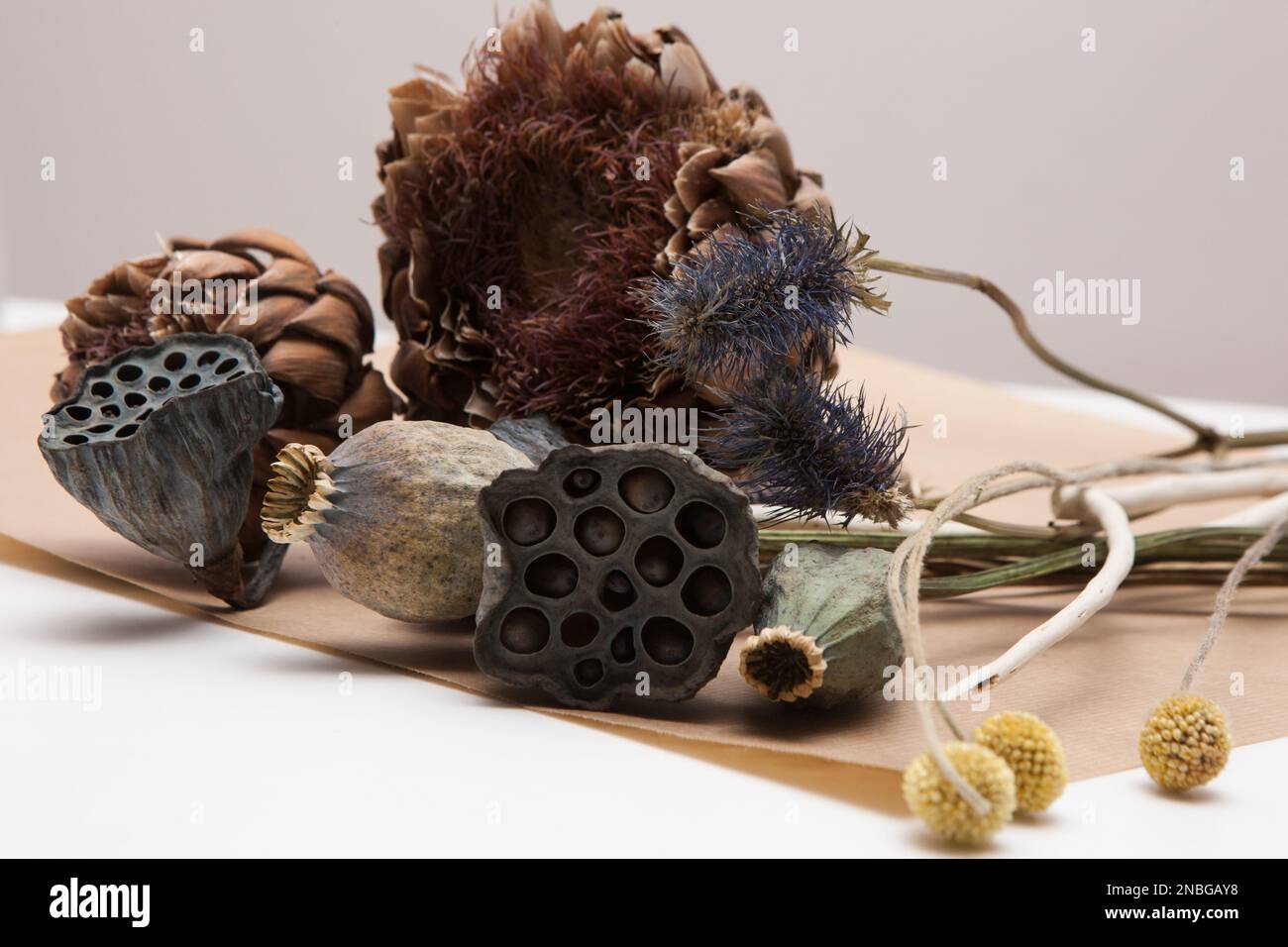 Decorative background of dried up plants Stock Photo Alamy