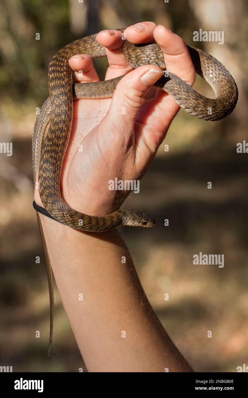 Hand held wild Australian Keel Back Snake (Tropidonophis mairii) showing keeled scales that lead to it's common name. Bundaberg Australia Stock Photo