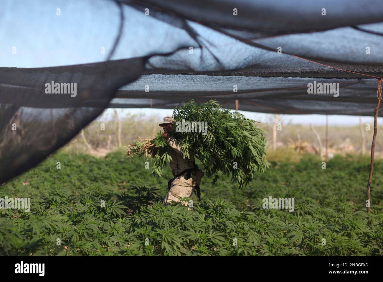 A soldier carries marijuana plants to be destroyed on a drug plantation  discovered near San Quintin, Baja California state, Mexico, Friday, July  15, 2011. Soldiers have found the largest marijuana plantation ever