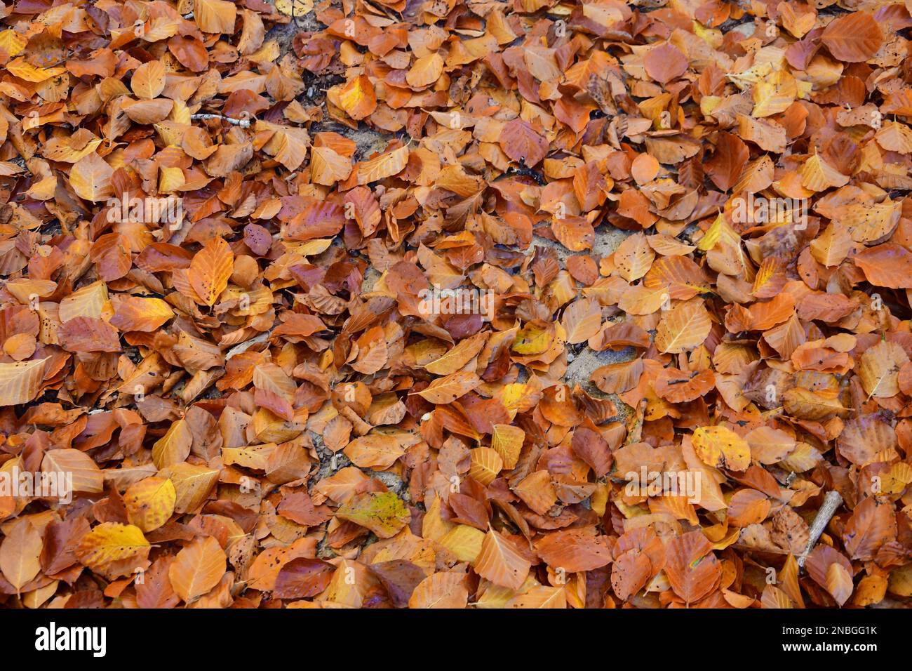 Background of brown beech leaves in the ground Stock Photo