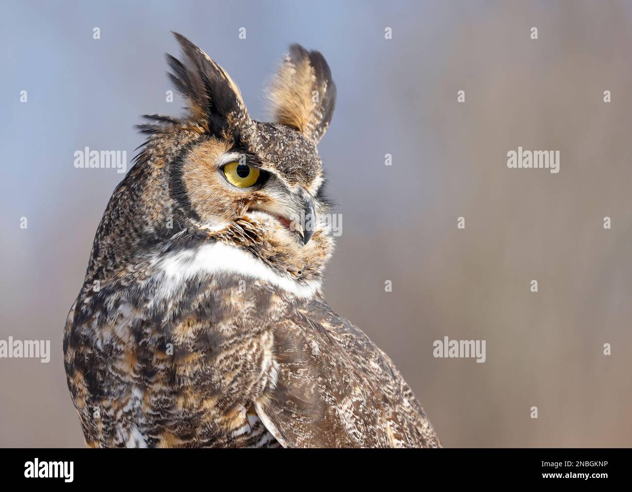 great horned owl face side view