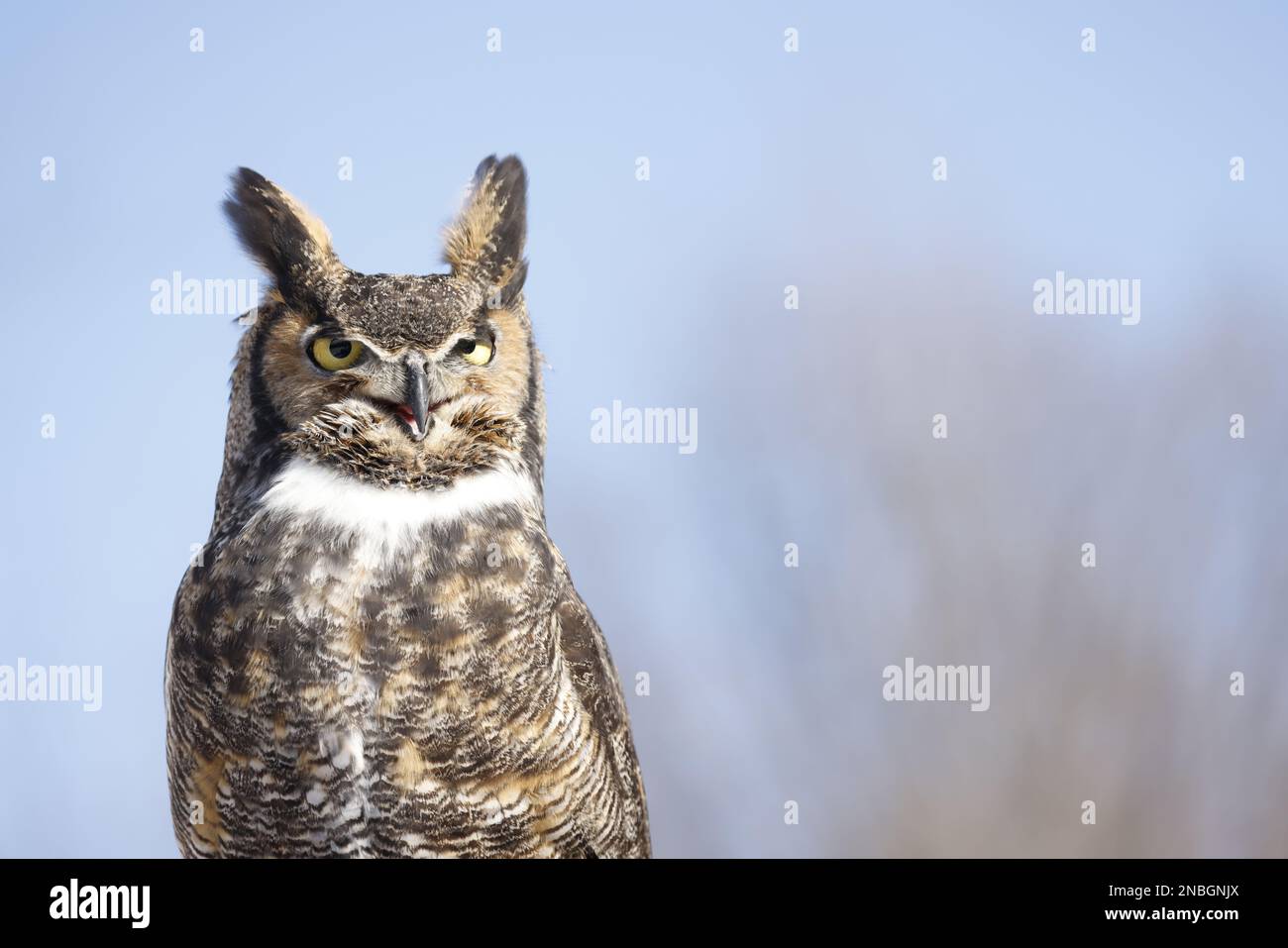 Great-horned Owl portrait, Quebec, Canada Stock Photo