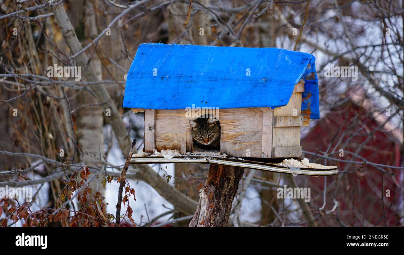 A cat in a bird's nest Stock Photo Alamy