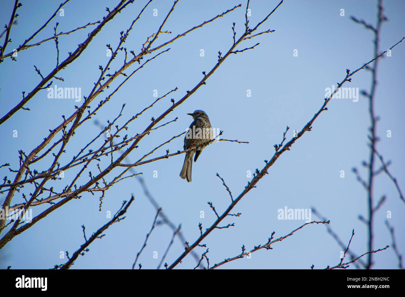 Whitebellied Redstart, white belly redstart (Hodgsonius phaenicuroides