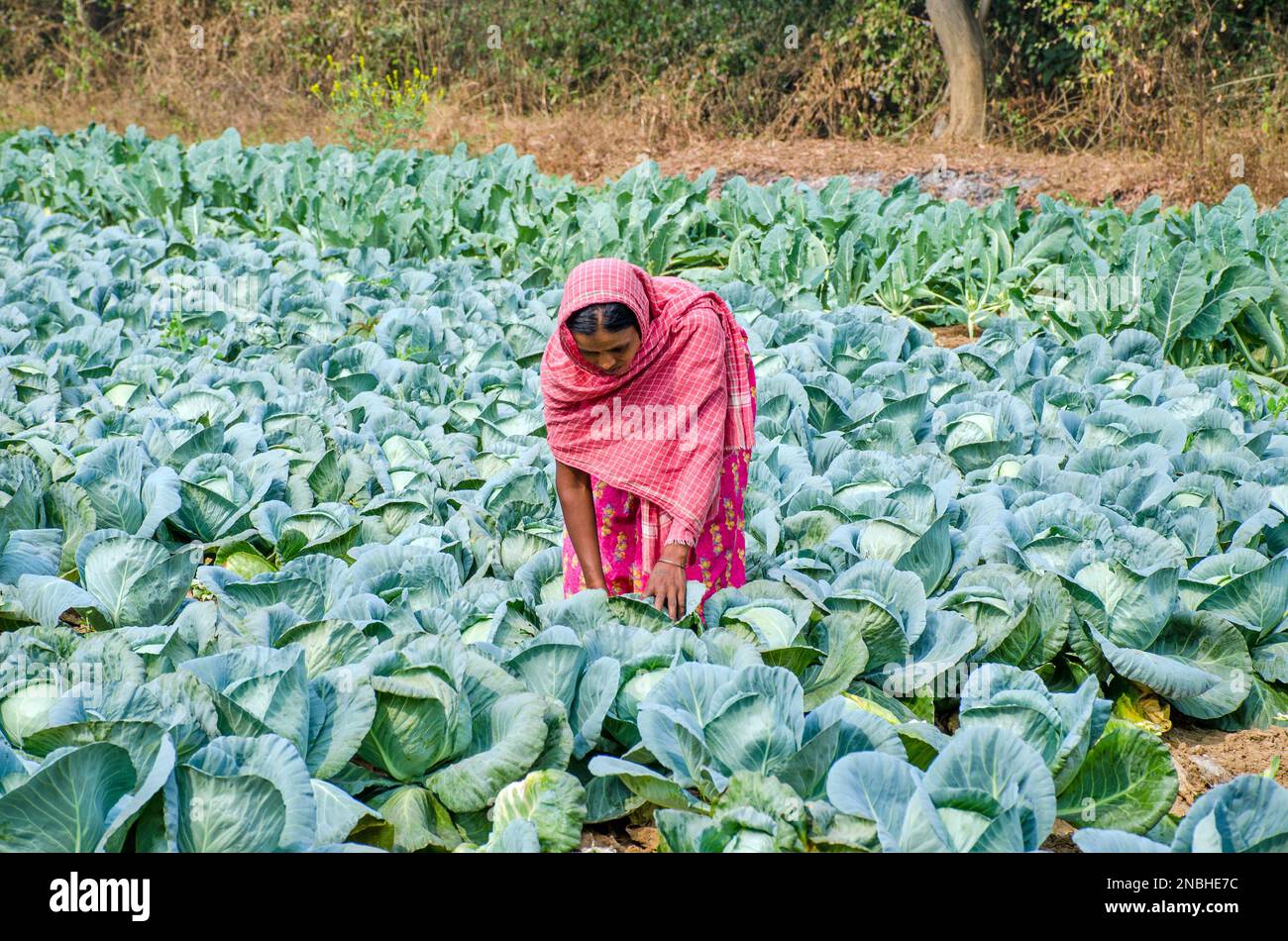 cauliflower cultivation at west bengal india Stock Photo Alamy