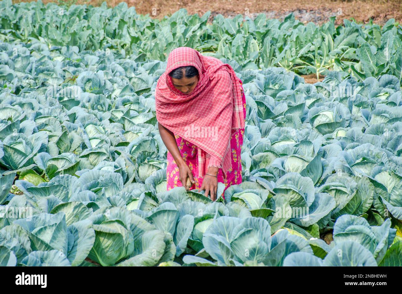 cauliflower cultivation at west bengal india Stock Photo Alamy