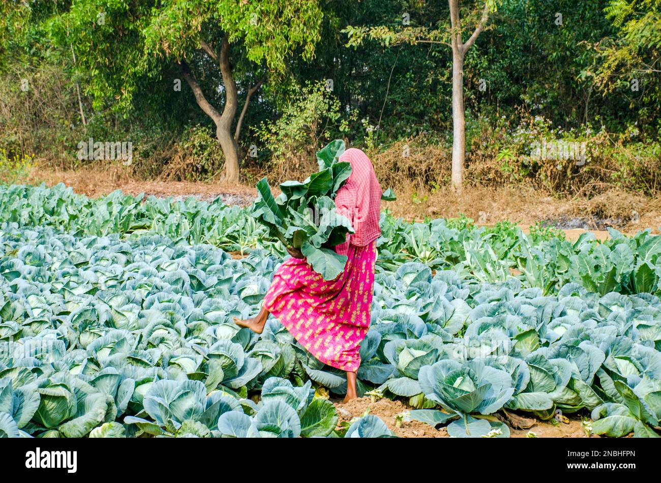cauliflower cultivation at west bengal india Stock Photo