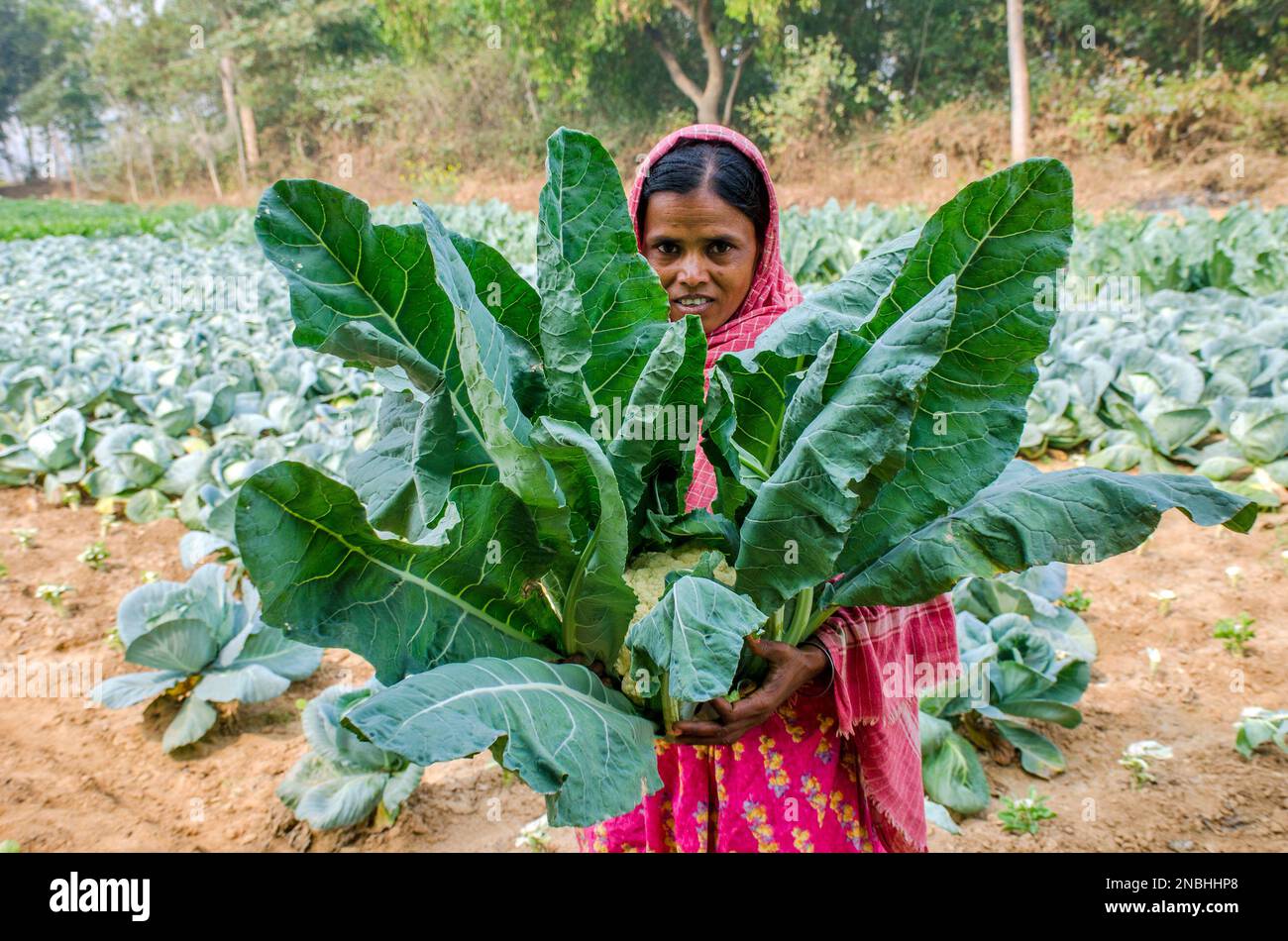 cauliflower cultivation at west bengal india Stock Photo Alamy
