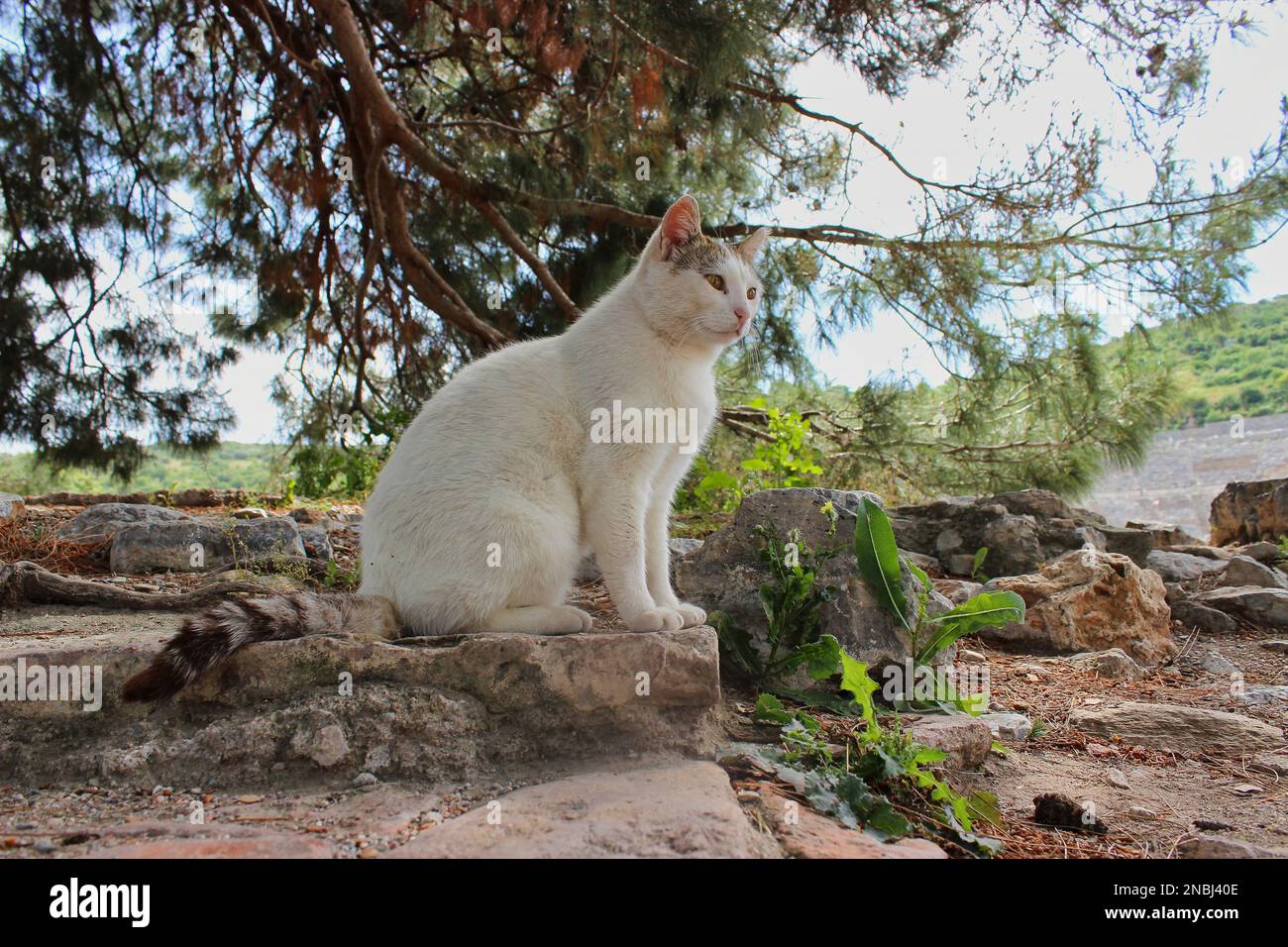 White cat sales with striped tail
