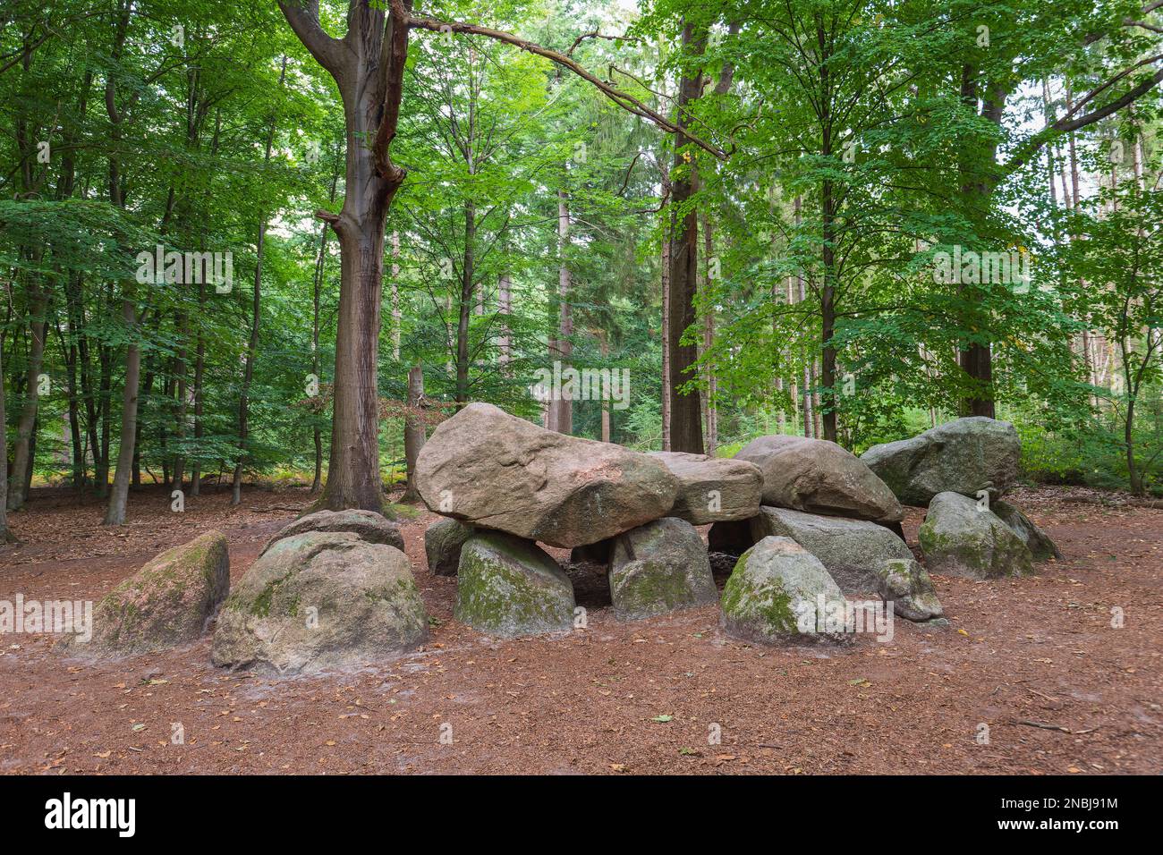Dolmen or Dolmen D11 at pinetum Ter Borgh in the Boswachterij Anloo the Dutch province of Drenthe with a background of beech trees. Stock Photo