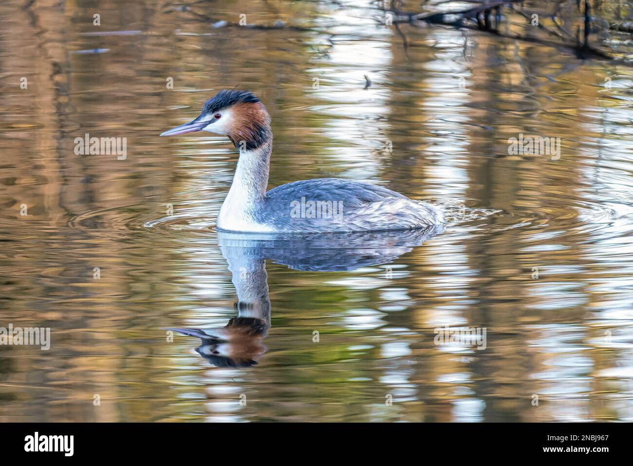 Grebe, Podiceps cristatus,  floating quietly in the rippling water with still wet plumage from food diving Stock Photo