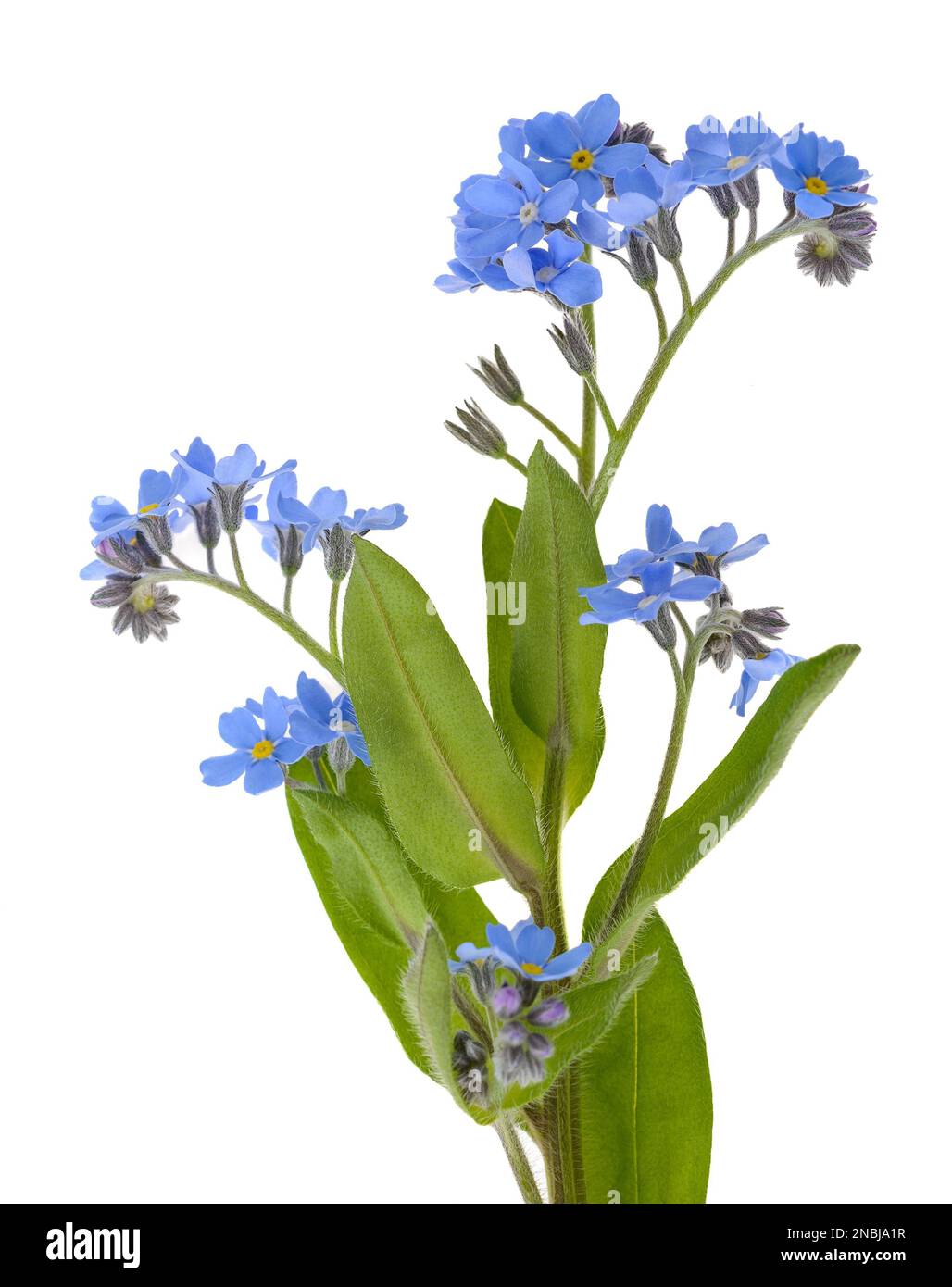 me not Flowers isolated on White Background Stock Photo Alamy