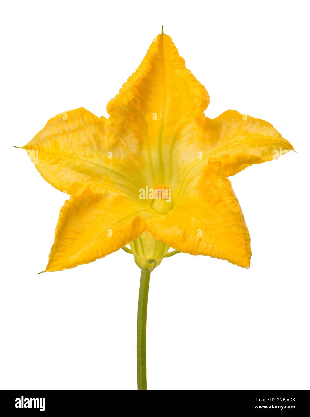 Squash blossom isolated on white background Stock Photo Alamy