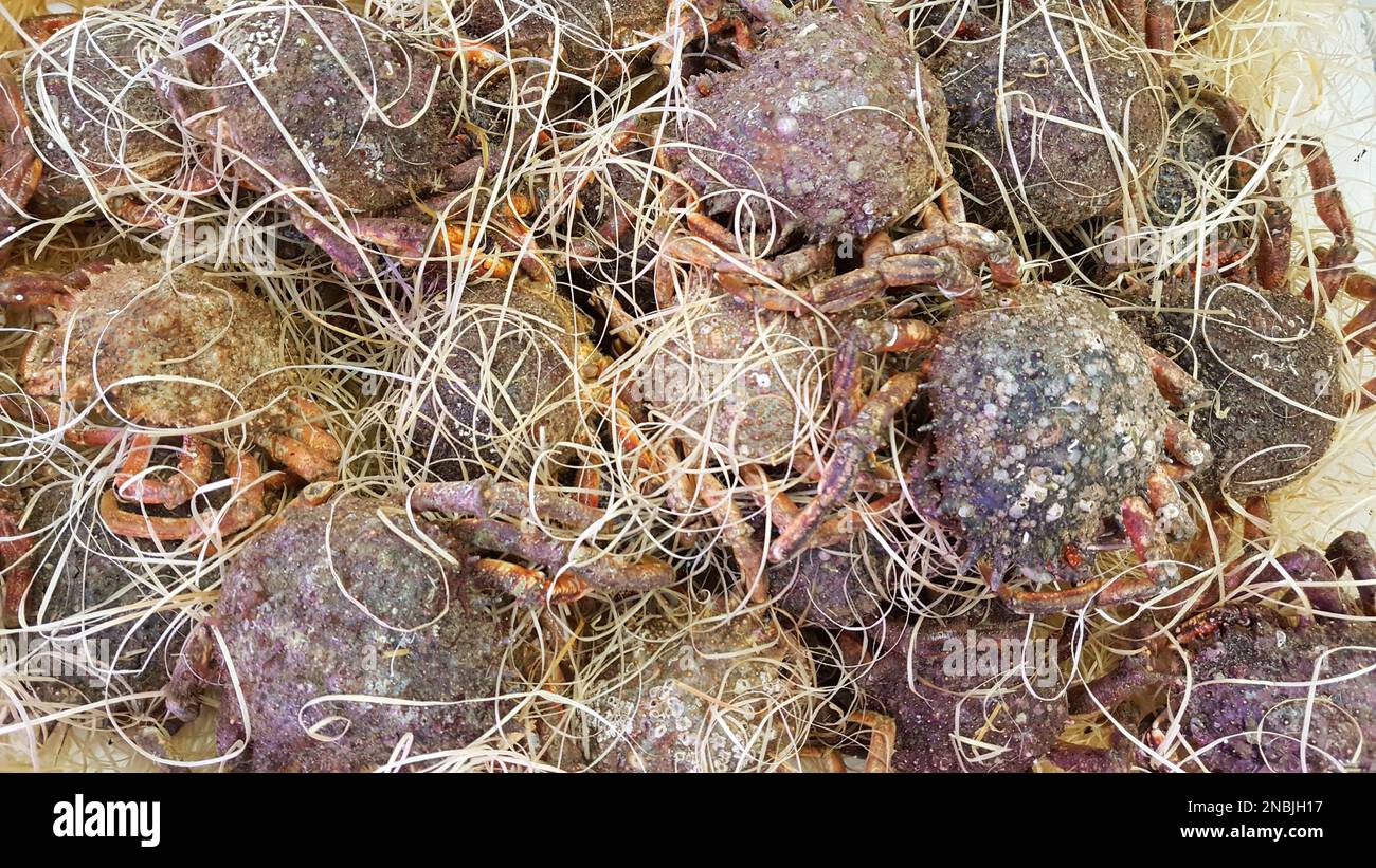 pile of cribs and spider crabs for sale in fish seafood market Stock