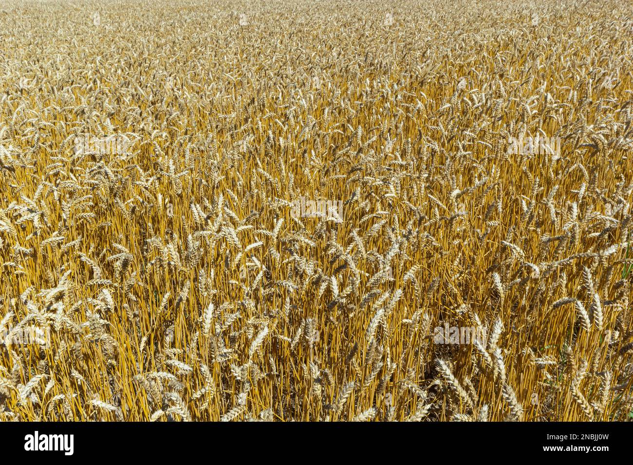 Fields of wheat at the end of summer fully ripe Stock Photo Alamy